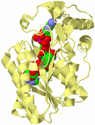 Image Biological Unit 4