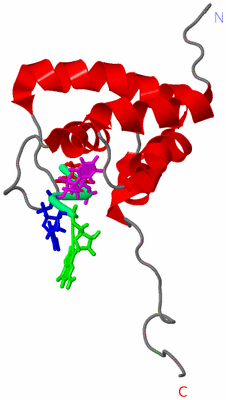 Image NMR Structure - model 1