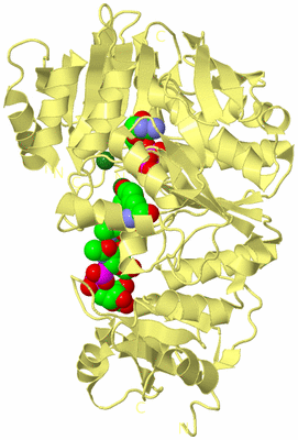 Image Biological Unit 4