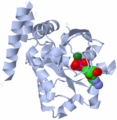 Image Biological Unit 1