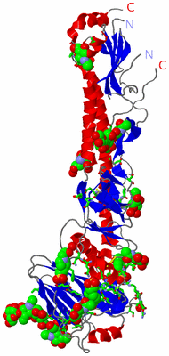 Image Asym. Unit - sites