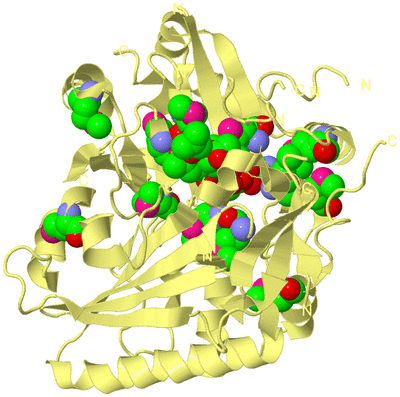 Image Biological Unit 4