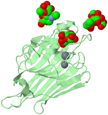 Image Biological Unit 4