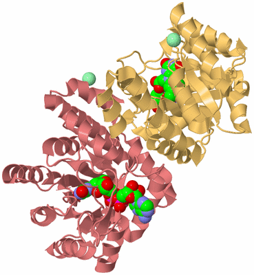 Image Biological Unit 4