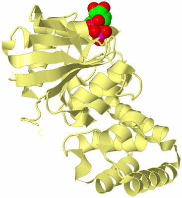 Image Biological Unit 4