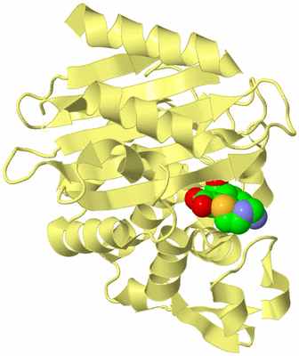 Image Biological Unit 4