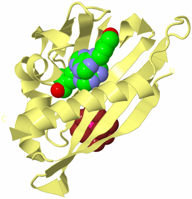 Image Biological Unit 4