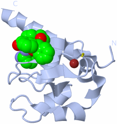 Image Biological Unit 4