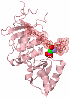 Image Biological Unit 4