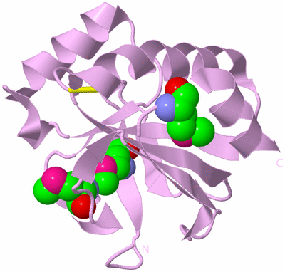 Image Biological Unit 5