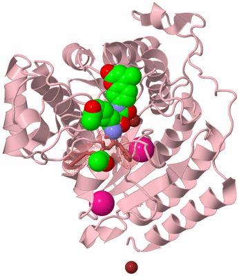 Image Biological Unit 4