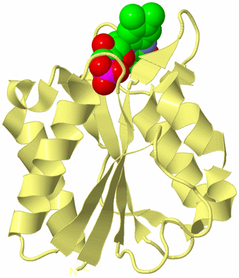 Image Biological Unit 4