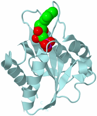 Image Biological Unit 5