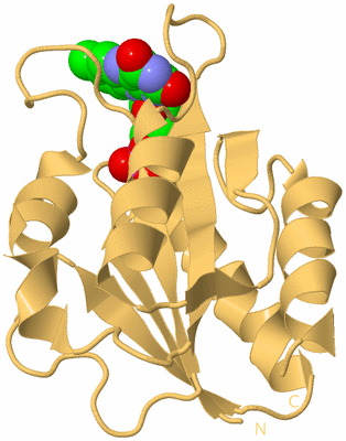 Image Biological Unit 8