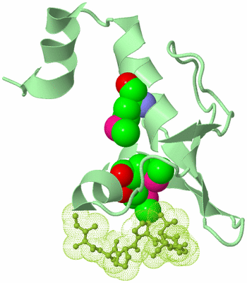 Image Biological Unit 2