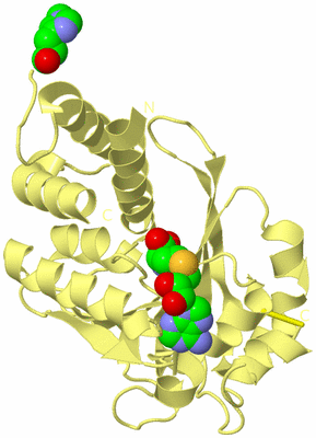 Image Biological Unit 4