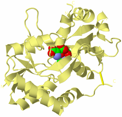 Image Biological Unit 4