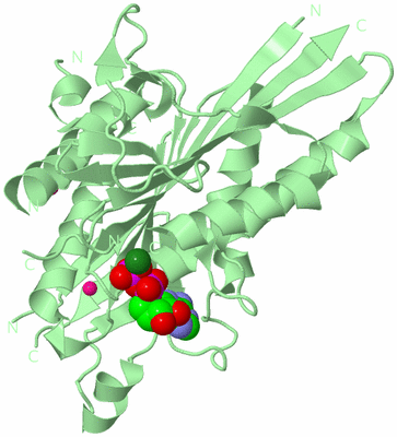 Image Biological Unit 2