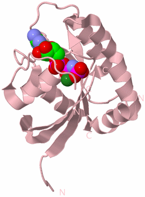 Image Biological Unit 3