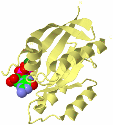 Image Biological Unit 4