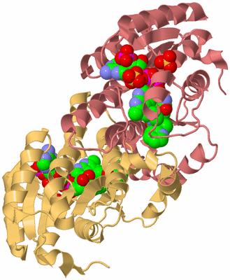 Image Biological Unit 4