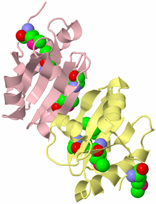 Image Biological Unit 4