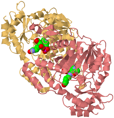 Image Biological Unit 4