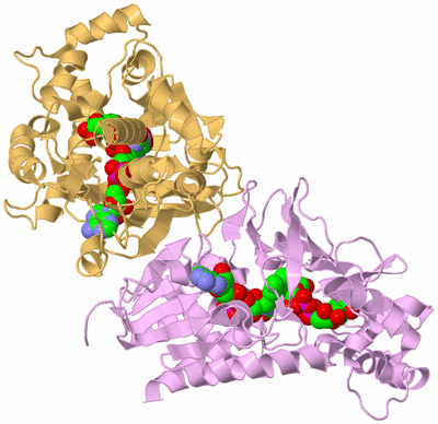 Image Biological Unit 5