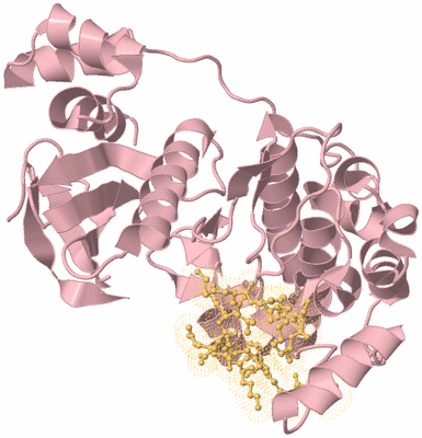 Image Biological Unit 3