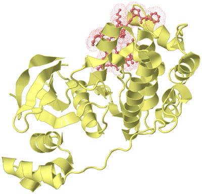 Image Biological Unit 4