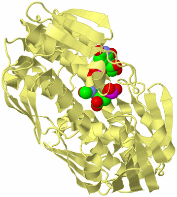 Image Biological Unit 4