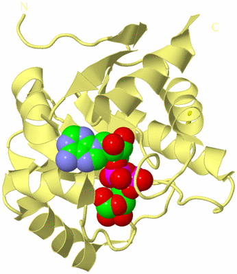 Image Biological Unit 4