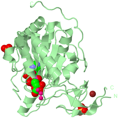 Image Biological Unit 2