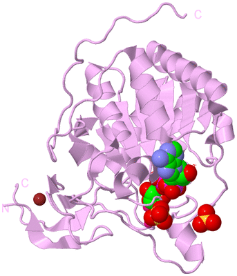 Image Biological Unit 5