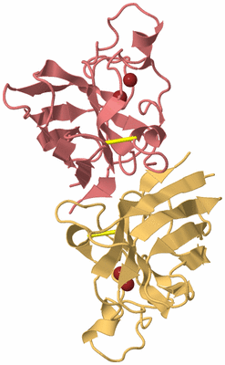 Image Biological Unit 4