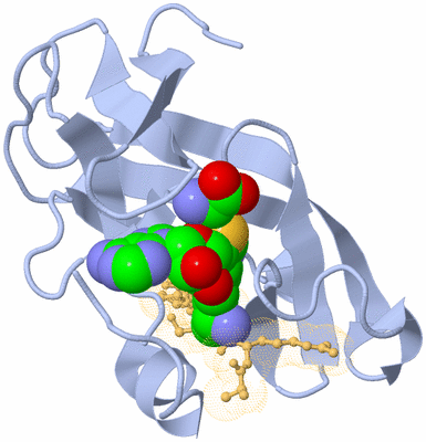 Image Biological Unit 1