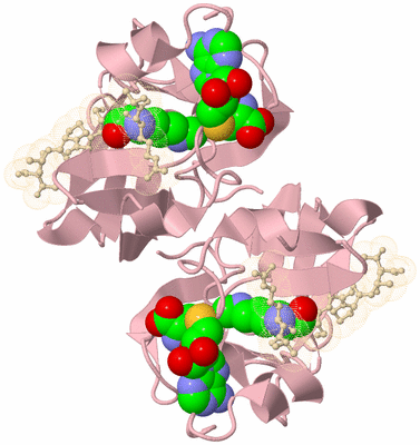 Image Biological Unit 5