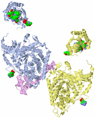 Image Biological Unit 1