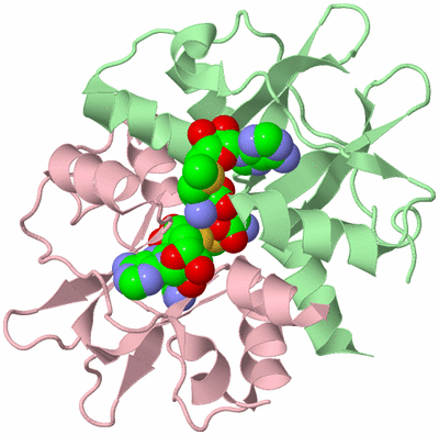 Image Biological Unit 2