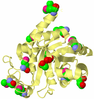 Image Biological Unit 4