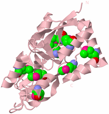 Image Biological Unit 4