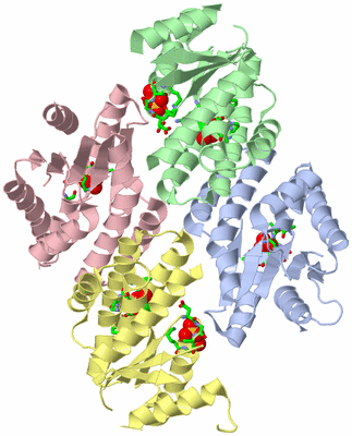 Image Asym./Biol. Unit - sites