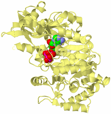 Image Biological Unit 4