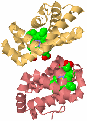 Image Biological Unit 4