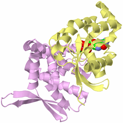 Image Biological Unit 4