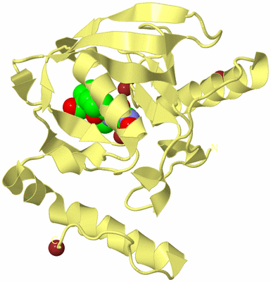 Image Biological Unit 4