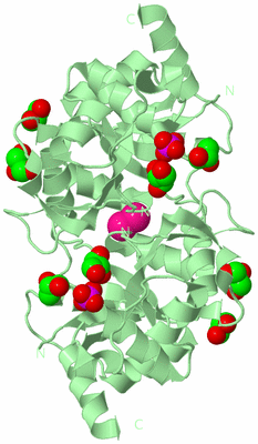 Image Biological Unit 2