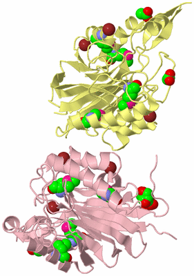 Image Biological Unit 2