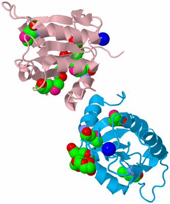 Image Biological Unit 4