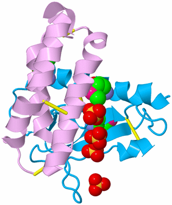 Image Biological Unit 4